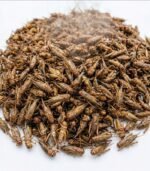 จิ้งหรีดทอด ขายส่ง ขนาด 1 ตัน