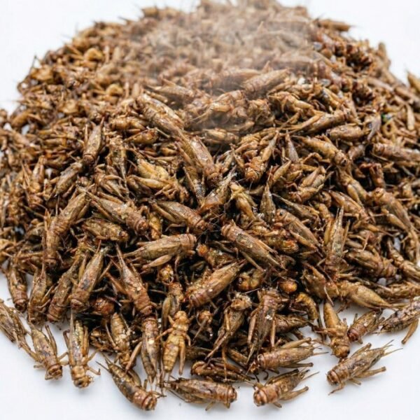 จิ้งหรีดทอด ขายส่ง ขนาด 1 ตัน