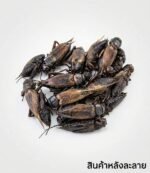 จิ้งหรีดทอด ขนาด 30 กิโลกรัม ต่อกล่อง