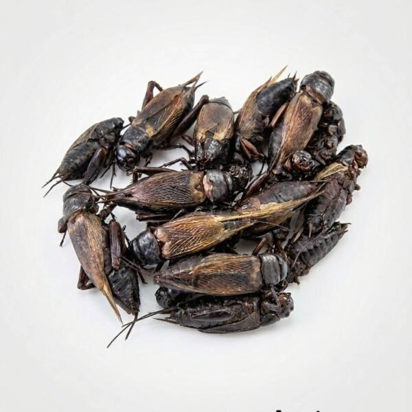 จิ้งหรีดทอด ขนาด 30 กิโลกรัม ต่อกล่อง